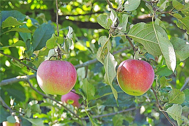 زراعة شجرة التفاح المجد للفائزين