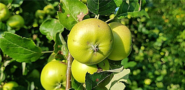Características variadas da macieira Slavyanka