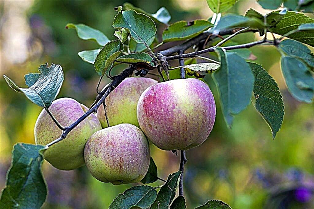 Rassenkenmerken van de Solntsedar-appelboom
