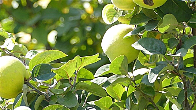 Variété de pomme Bryanskoe