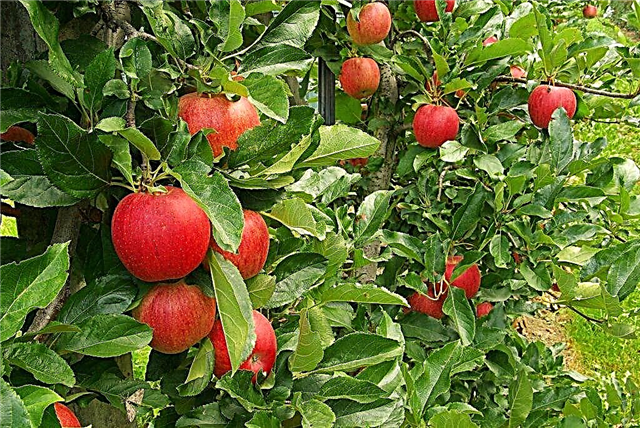 تنوع تفاح جيروميني