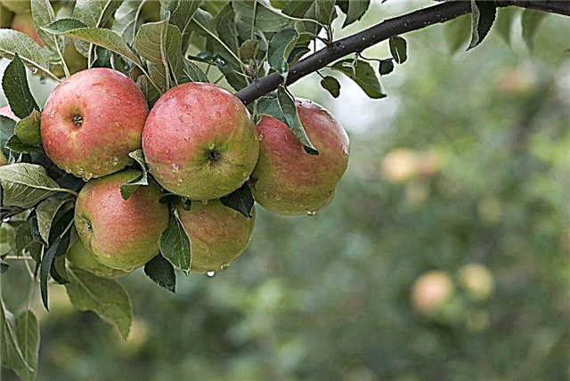 Olika träd i Uslada äppelträd
