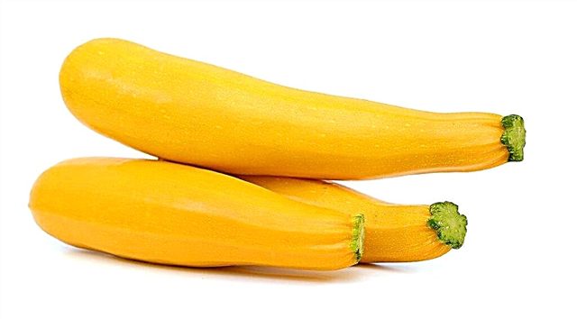 Zucchine gialle in crescita