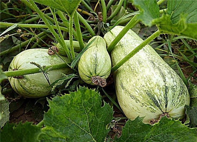 Rules for growing zucchini