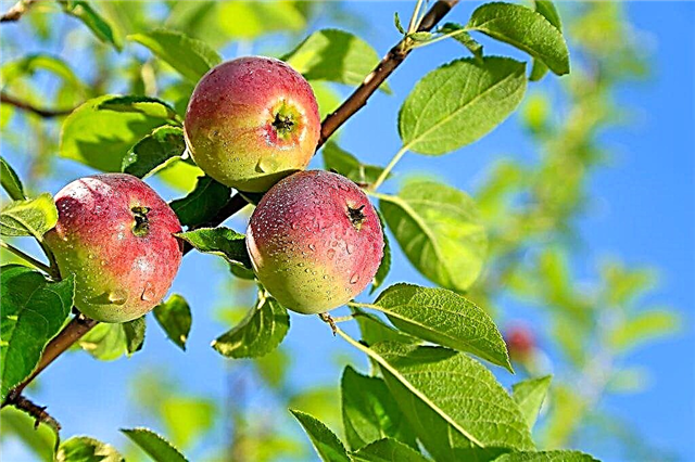 Teelt van een appelboom Elena