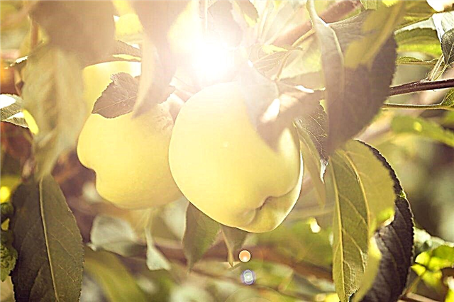 Apfel wächst Ural Masse