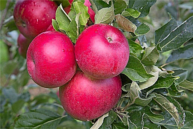 सेब की किस्म Rozhdestvenskoe