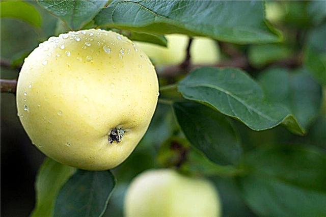 Ciri-ciri varieti pokok epal Honey Crisp