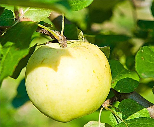 Ciri-ciri pelbagai dari pokok epal Medoc