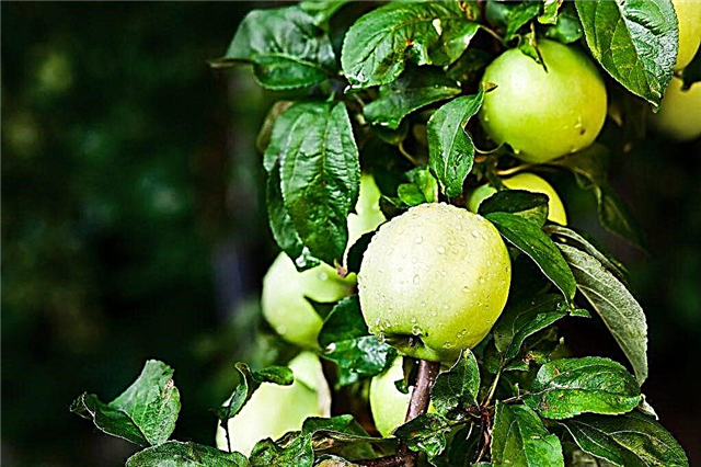 Apple variety Golden Delicious