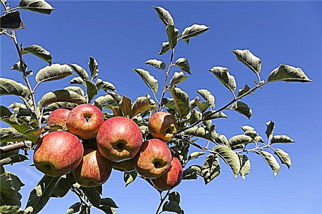 Odrůda Apple Růžová náplň