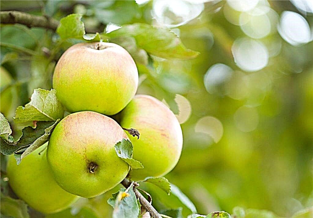 Odrůdové rysy jabloní Orlinka