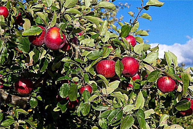 Variedade de maçã Syabryn