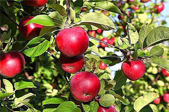 Budidaya manis pohon apel Belarusia