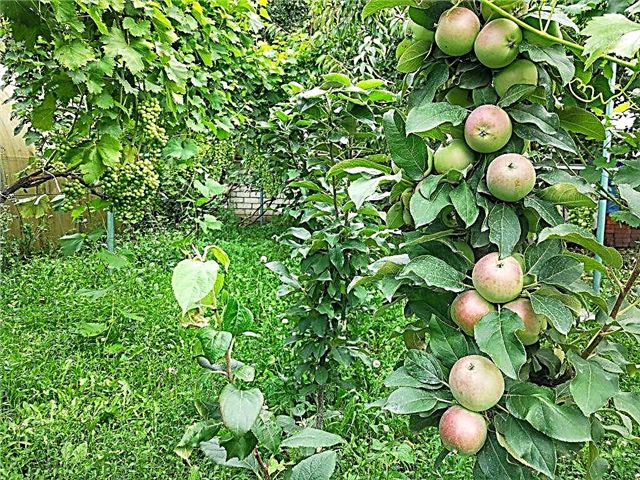 أصناف التفاح العمودية لسيبيريا