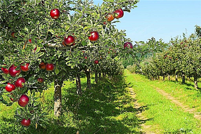 Varietas apel paling populer untuk Ural