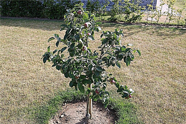 Varieties of dwarf apple trees for the Moscow region