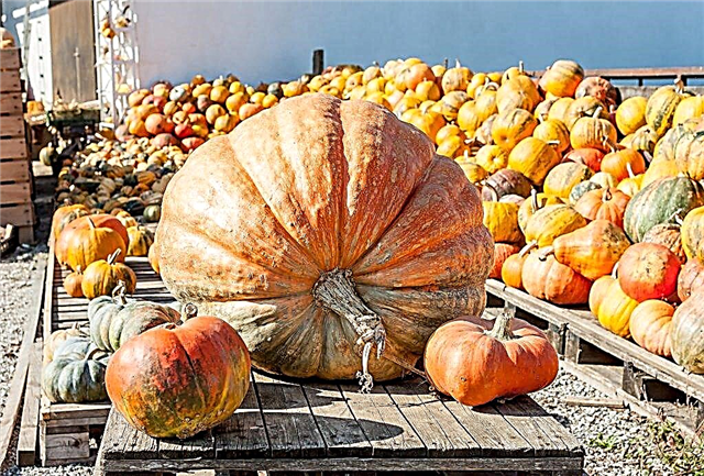 Which pumpkin is recognized as the largest in the world