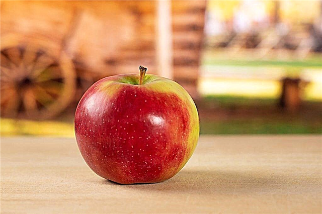 Karakteristik varietas pohon apel Skala
