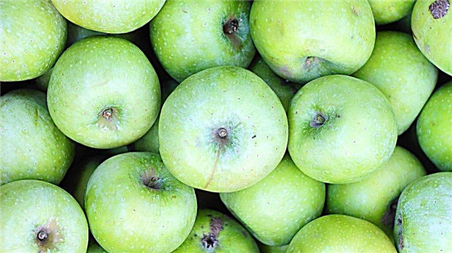 التفاح الشتوي Semerenko