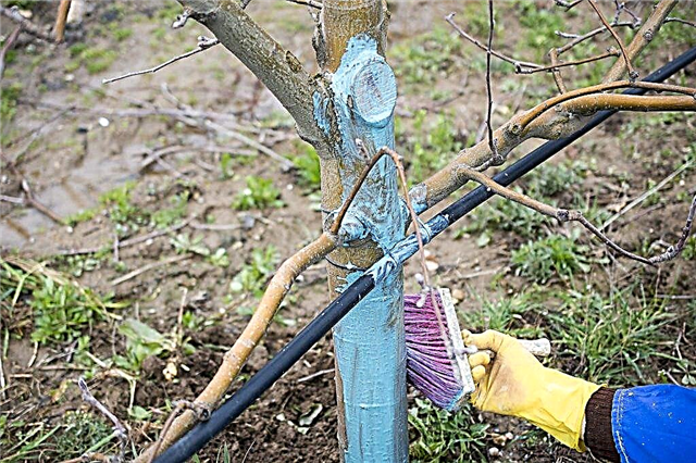 Technique of processing apple trees with copper sulfate