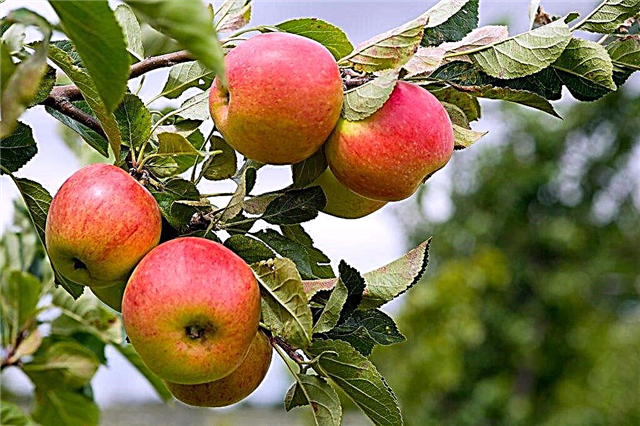 Вирощування яблуні Пепин Шафран