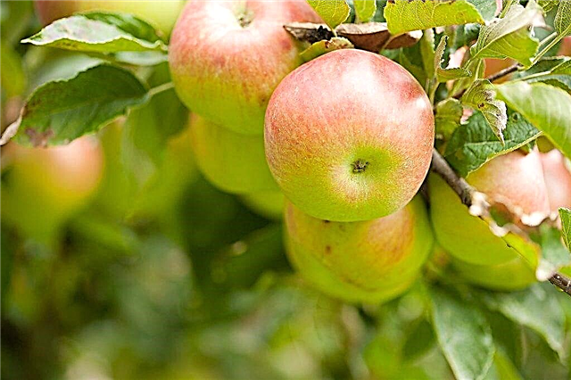 Sweet Bliss õunapuu sordielemente