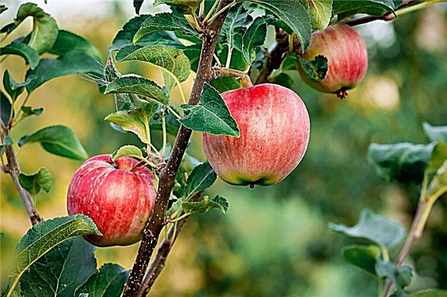 Manzana creciendo rosa Ural