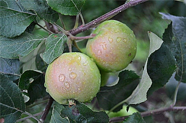 Varietal features of the North Sinap apple tree