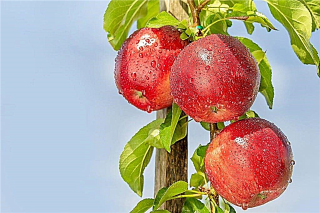 Säulige Apfel-Chervonets: Merkmale der Sorte