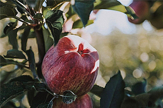 Ποικιλίες μηλιάς Rossoshanskoe Striped