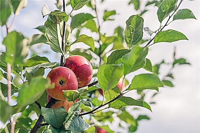 Description of Lobo apple tree