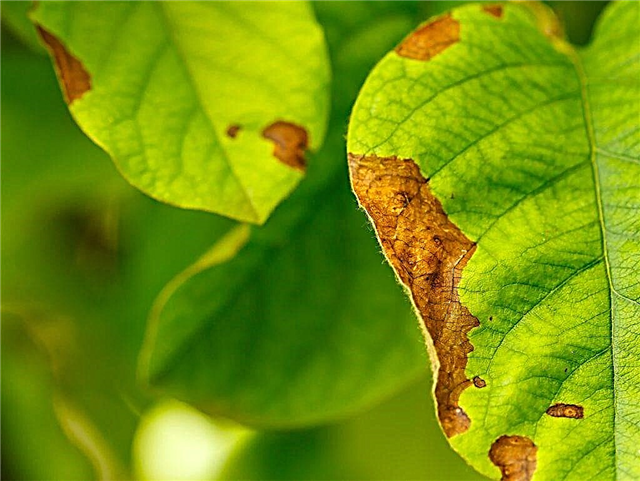 Treatment of rusty spots on apple leaves