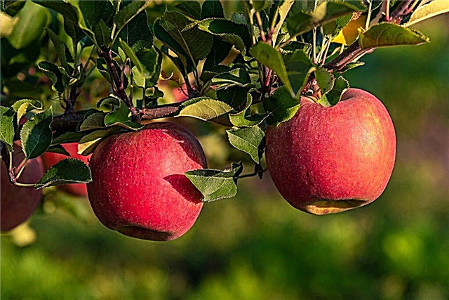 מאפיינים זניים של עץ התפוח Venyaminovskoe