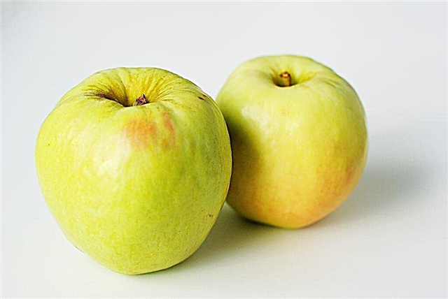 Odrůdové rysy jabloně Antonovka