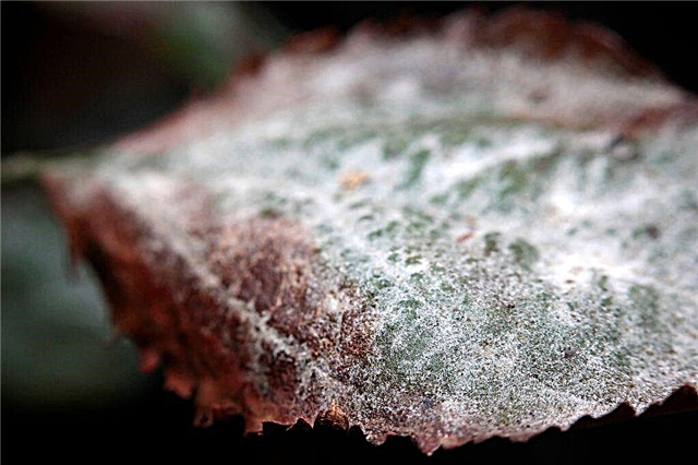 Causes et traitement de la floraison blanche sur les feuilles de pommier