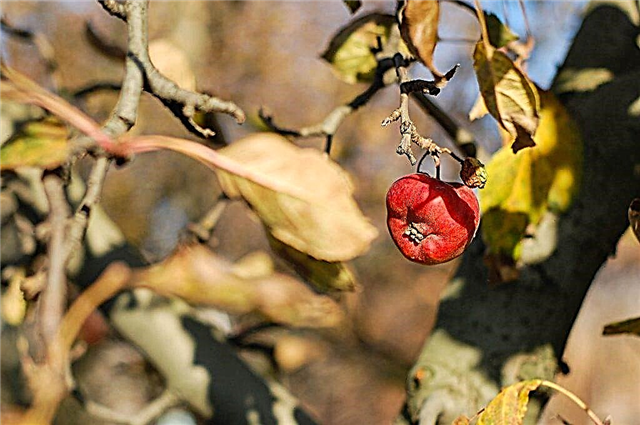 أسباب جفاف الفروع والأوراق والجذع على شجرة التفاح