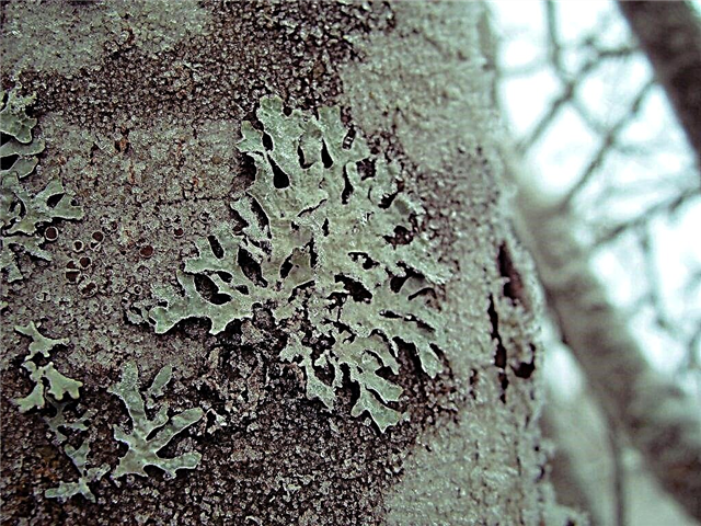 Signs of lichen on an apple tree and methods of treatment