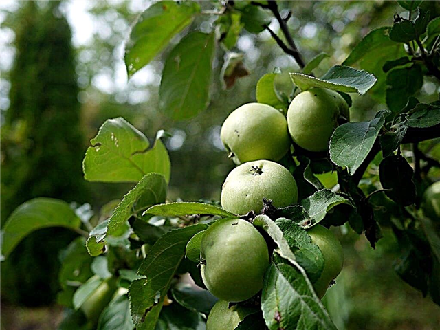 Variedade de maçã Arkad