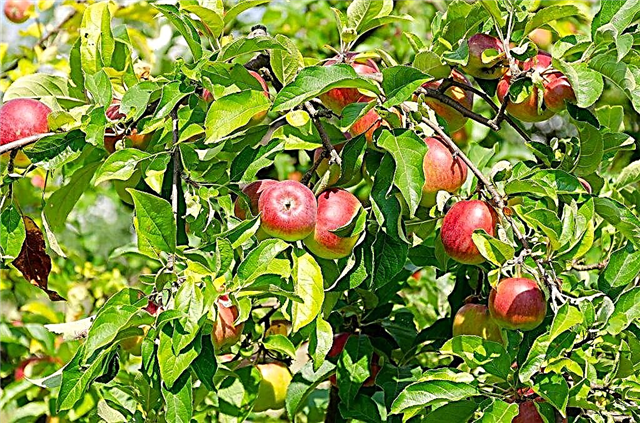 Varietal characteristics of the apple-tree Memory Michurin