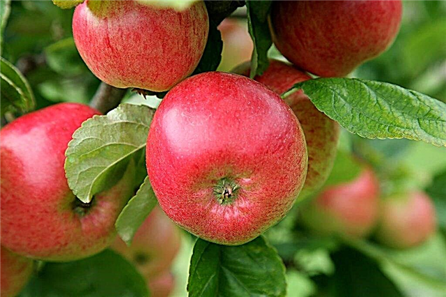 זנים פופולריים של עצי תפוחים לאזור לנינגרד