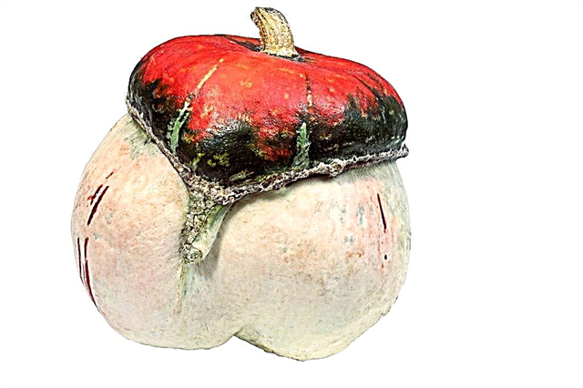 Pumpkin Punahilkka-ominaisuudet