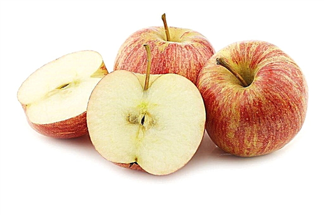 Überprüfung der späten Apfelsorten