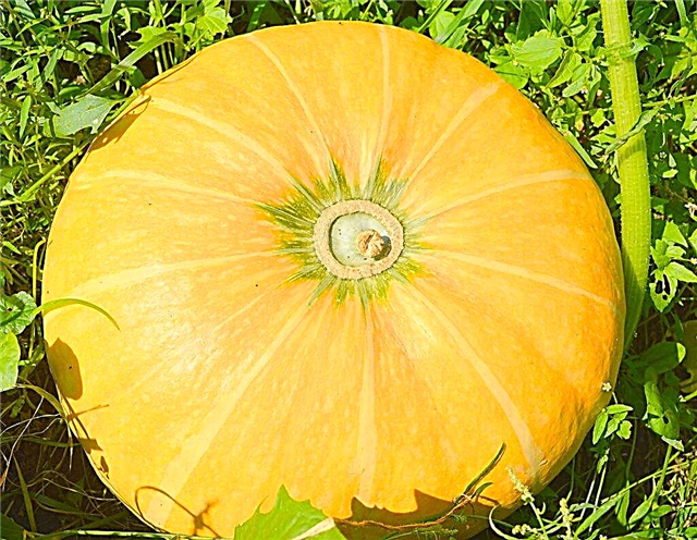 Interesting Melon Pumpkin Facts