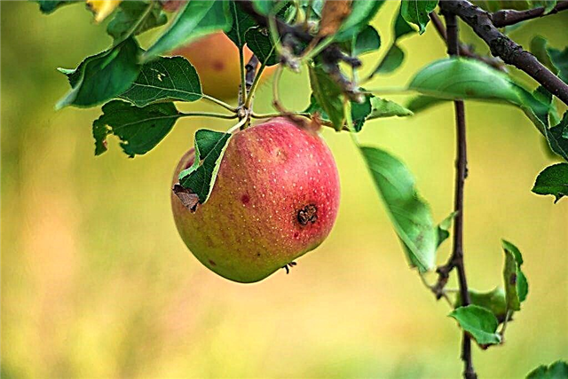Årsager til forekomsten af ​​ormede æbler