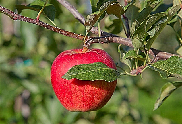 Odrůdové vlastnosti jabloně Legend