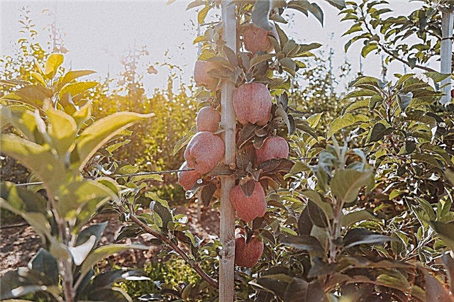 زراعة حلوى شجرة التفاح