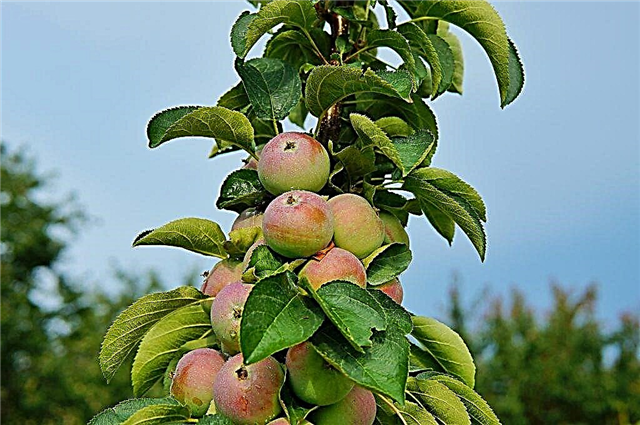 ウラルの円柱状リンゴ品種