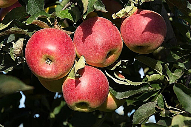 أنواع شعبية من أشجار التفاح لسيبيريا
