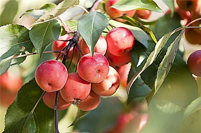 Menanam pohon apel Berry